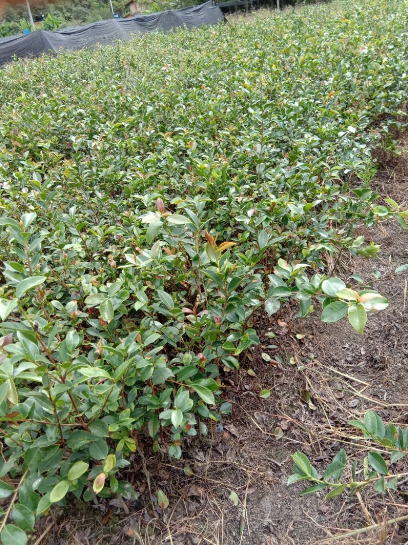 供应高度50公分到一米左右的油茶袋苗