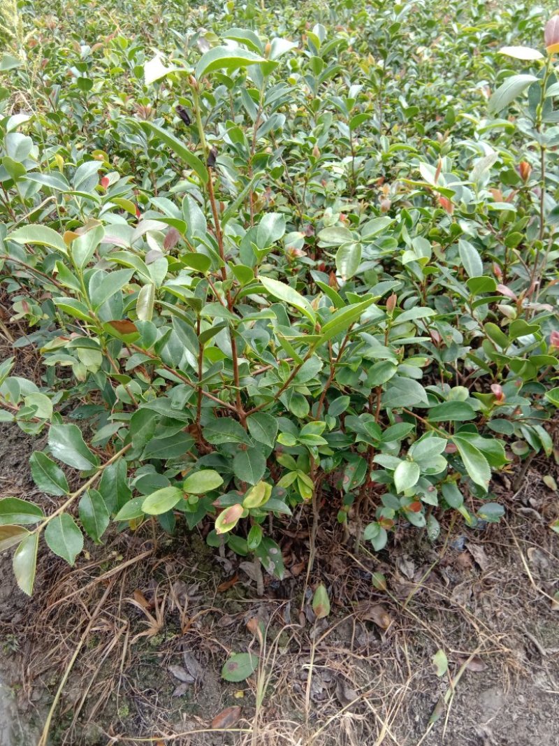 供应高度50公分到一米左右的油茶袋苗