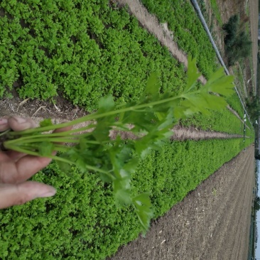 芹菜苗