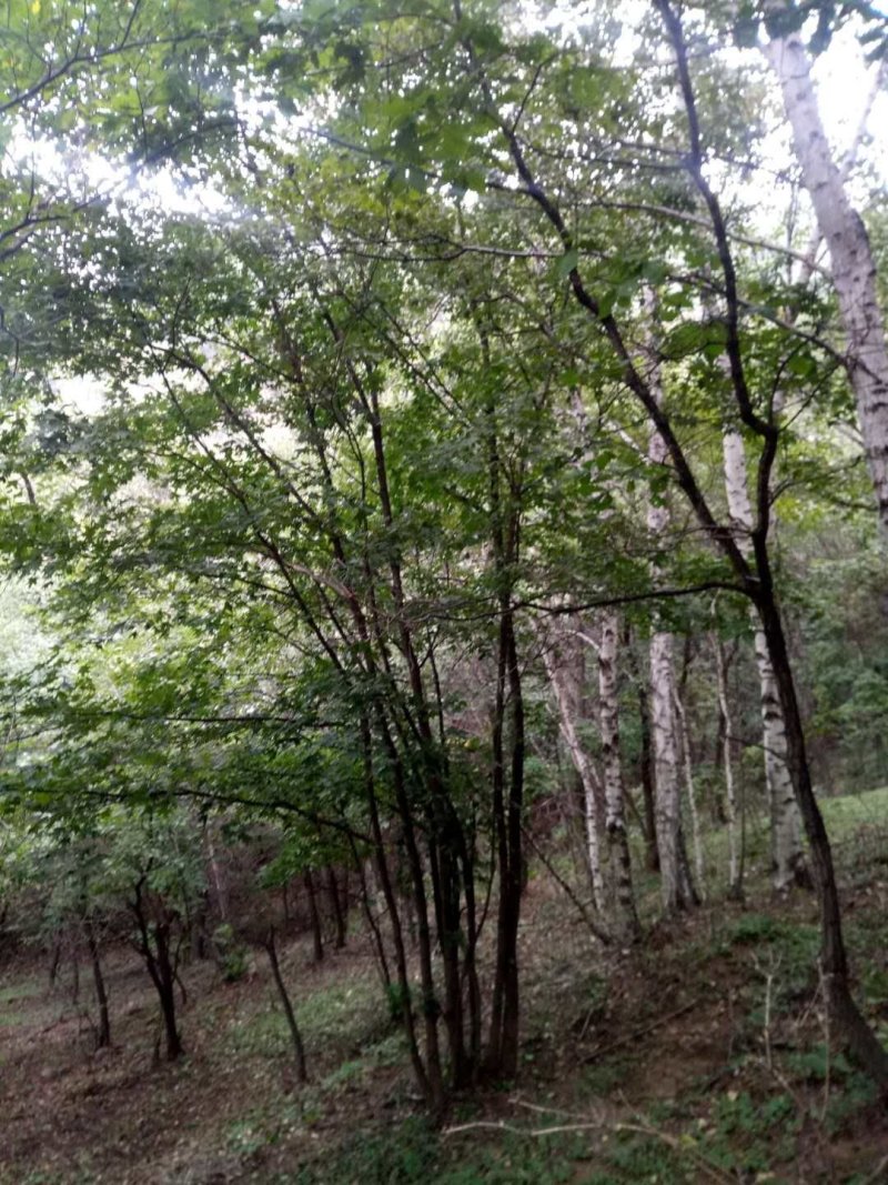 丛生元宝枫，地径3-10公分，树高4.5-5.5米，