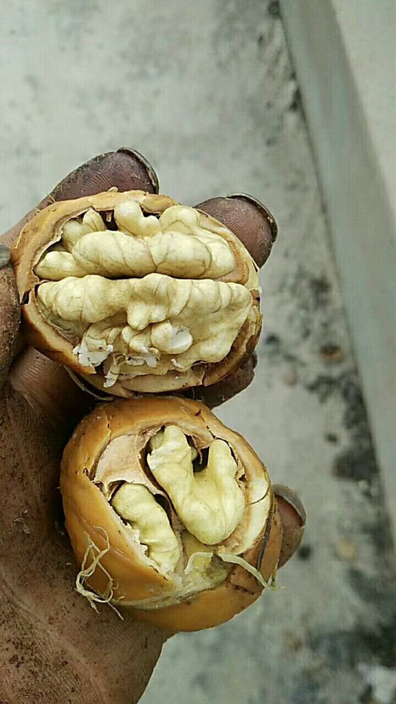 核桃