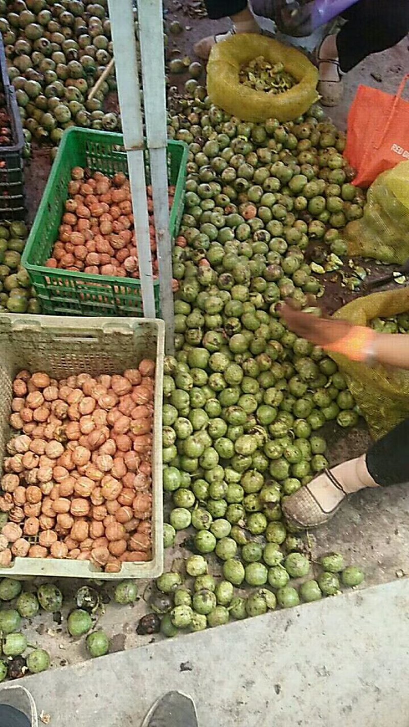 核桃