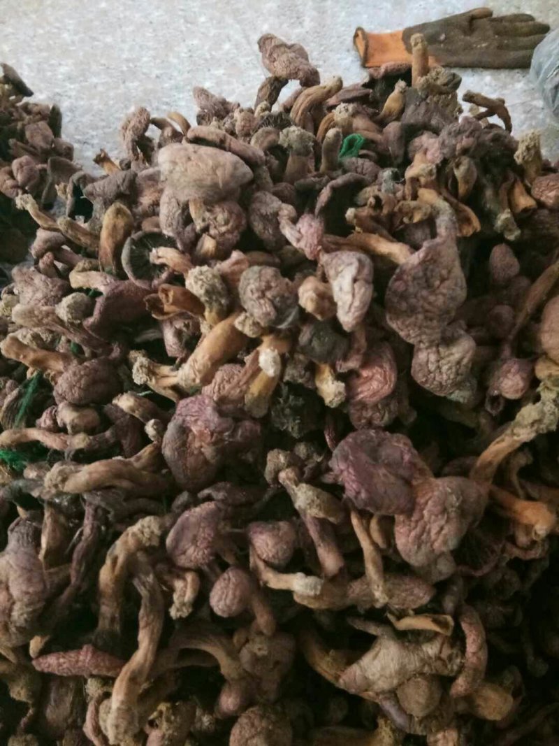 大量出售！纯野生红蘑！松蘑！