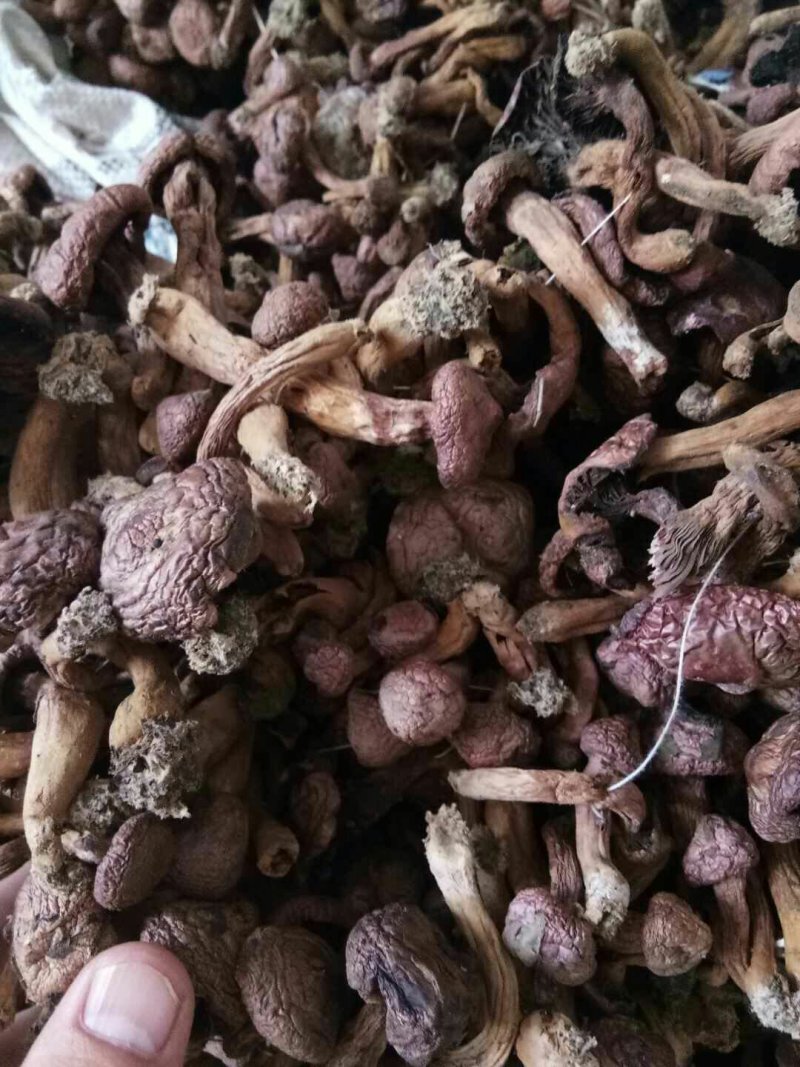 大量出售！纯野生红蘑！松蘑！