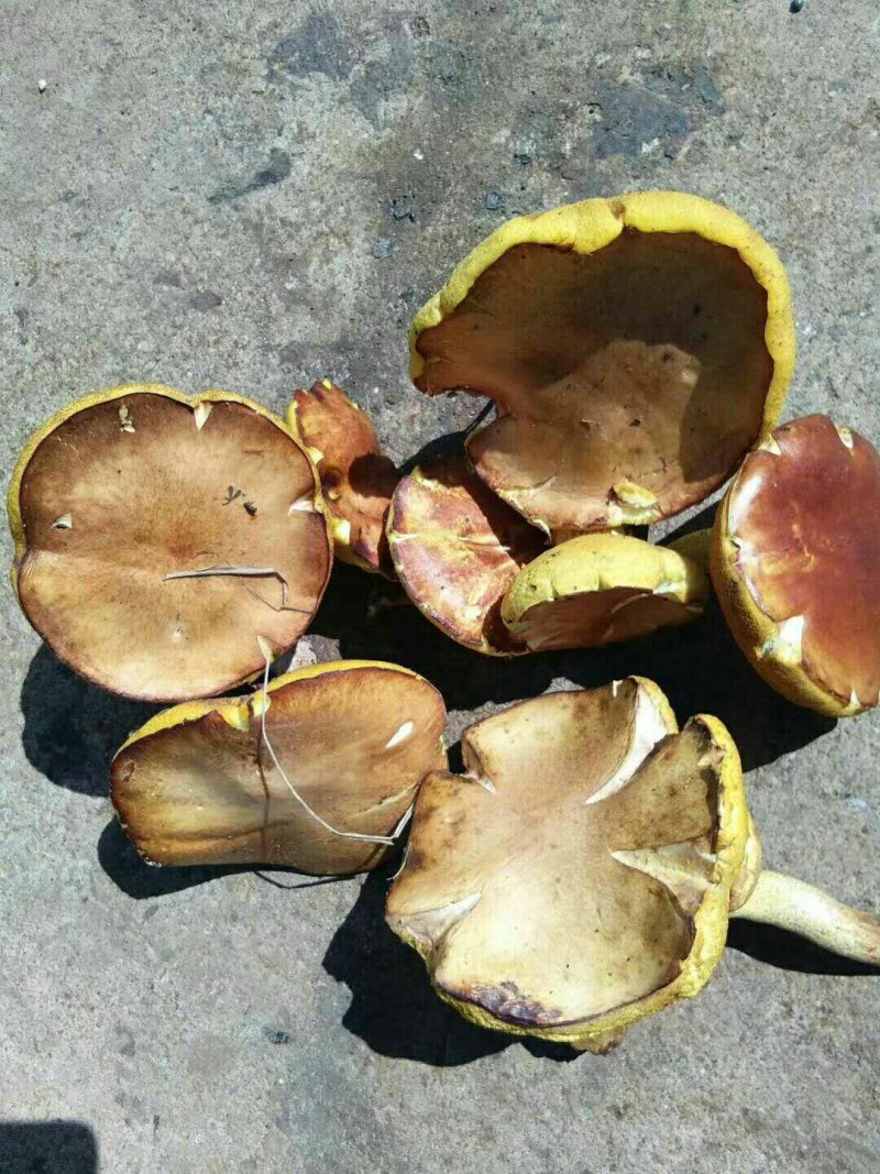 大量出售！纯野生红蘑！松蘑！