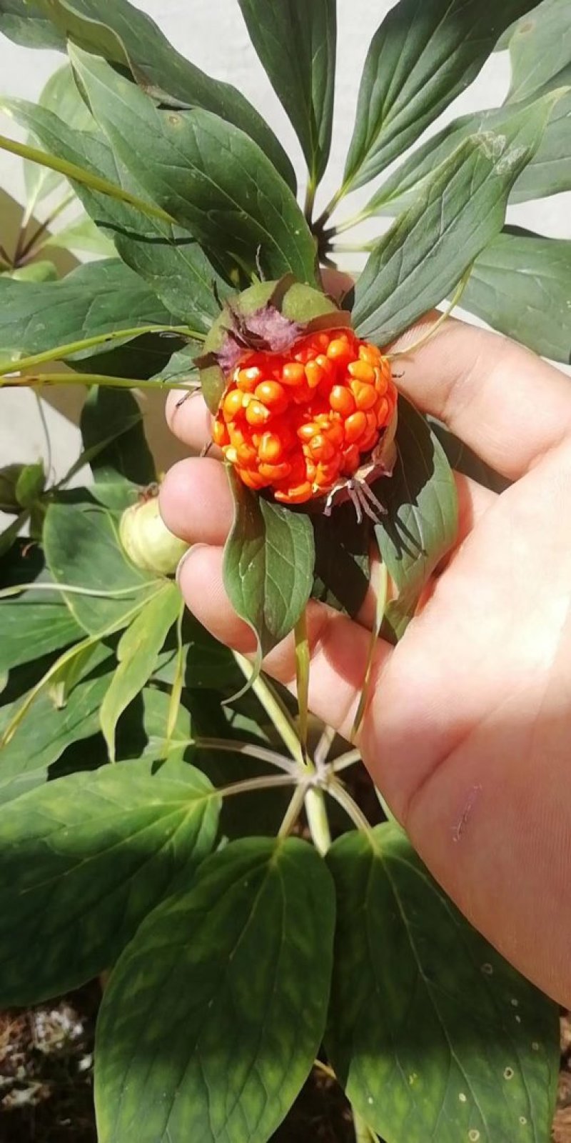 七叶一枝花种子重楼种子