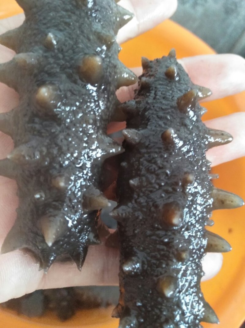纯天然海产品，品种起全，