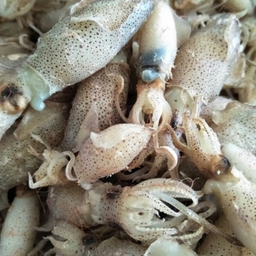 纯天然海产品，品种起全，