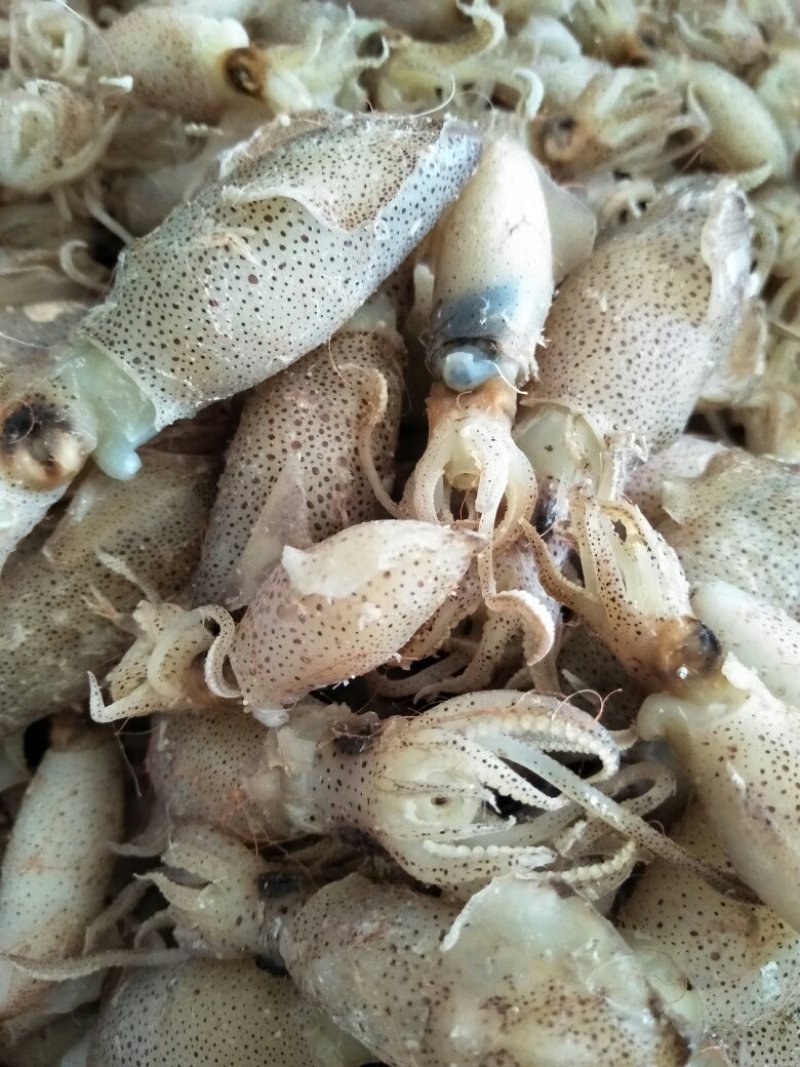 纯天然海产品，品种起全，