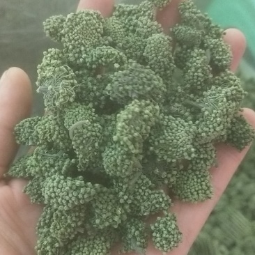 三七花