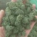 三七花