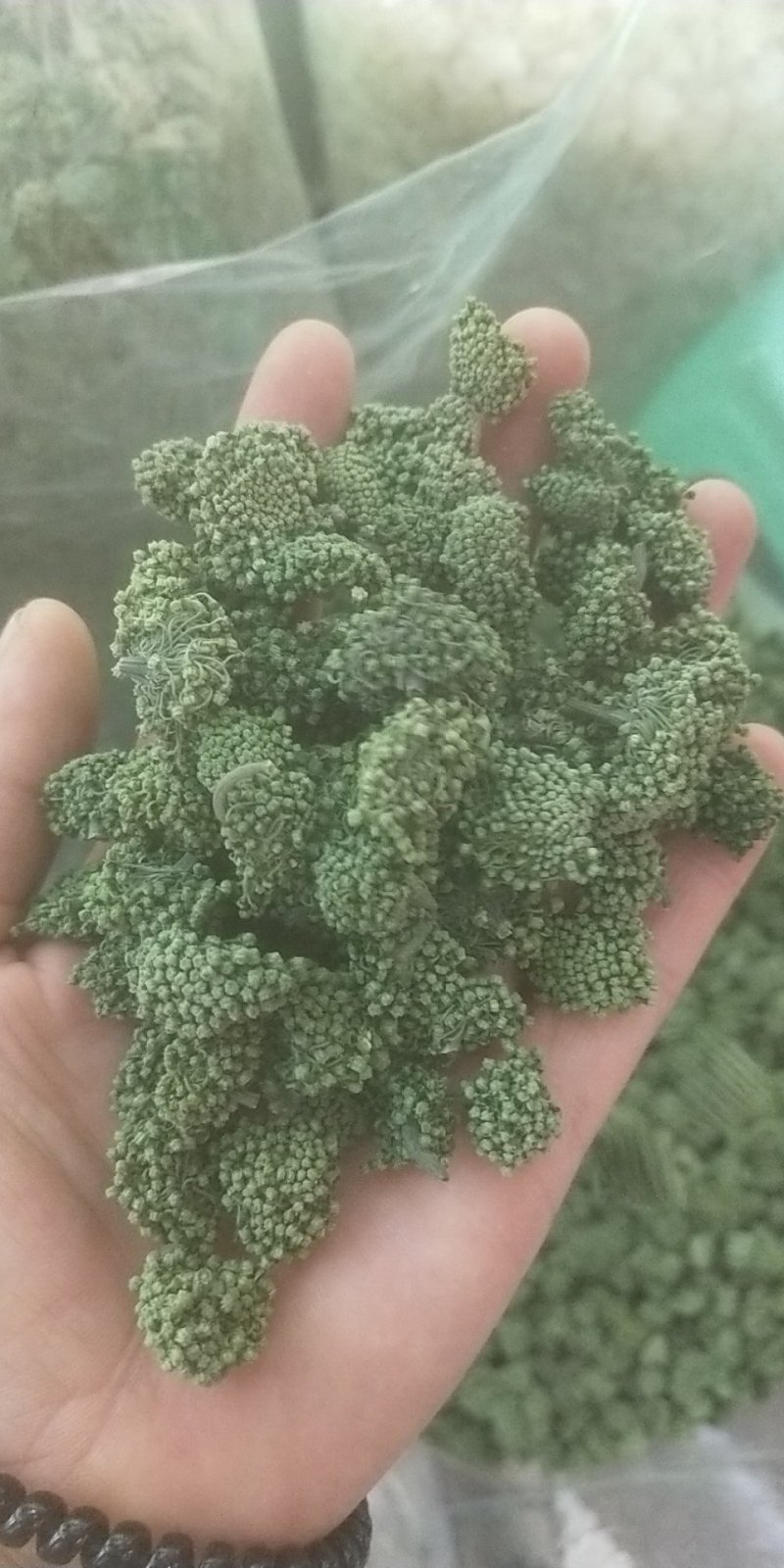 三七花