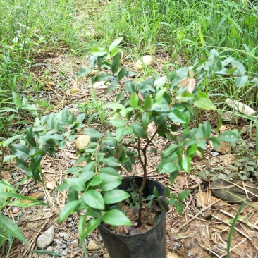 【闽之宝】嘉宝果树苗树葡萄苗2年苗到结果树