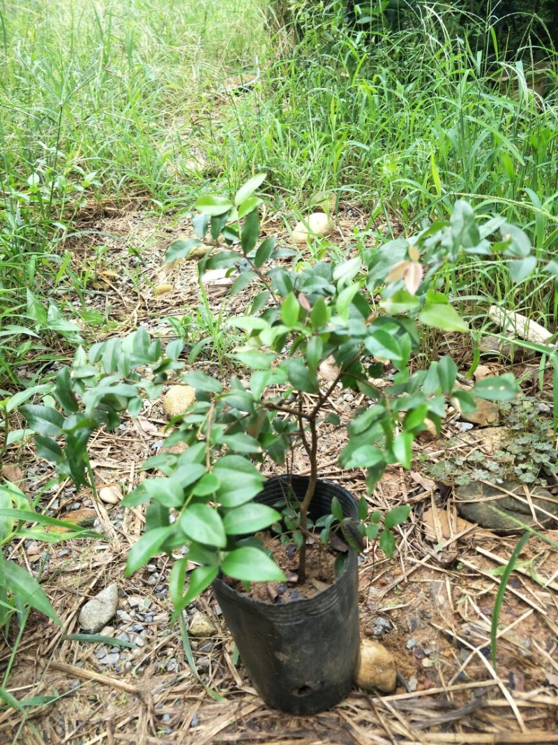 【闽之宝】嘉宝果树苗树葡萄苗2年苗到结果树