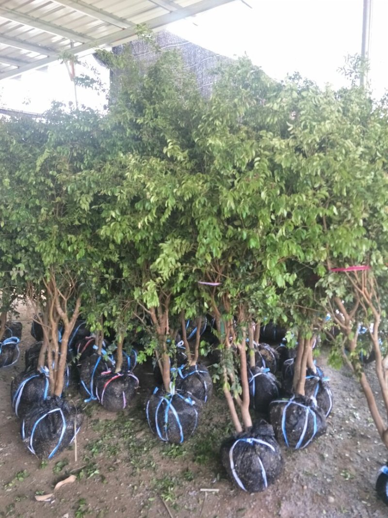 【闽之宝】嘉宝果树苗树葡萄苗2年苗到结果树