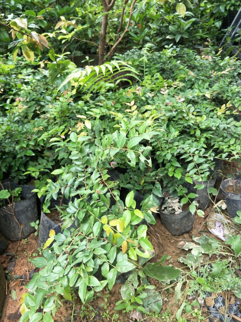 【闽之宝】嘉宝果树苗树葡萄苗2年苗到结果树