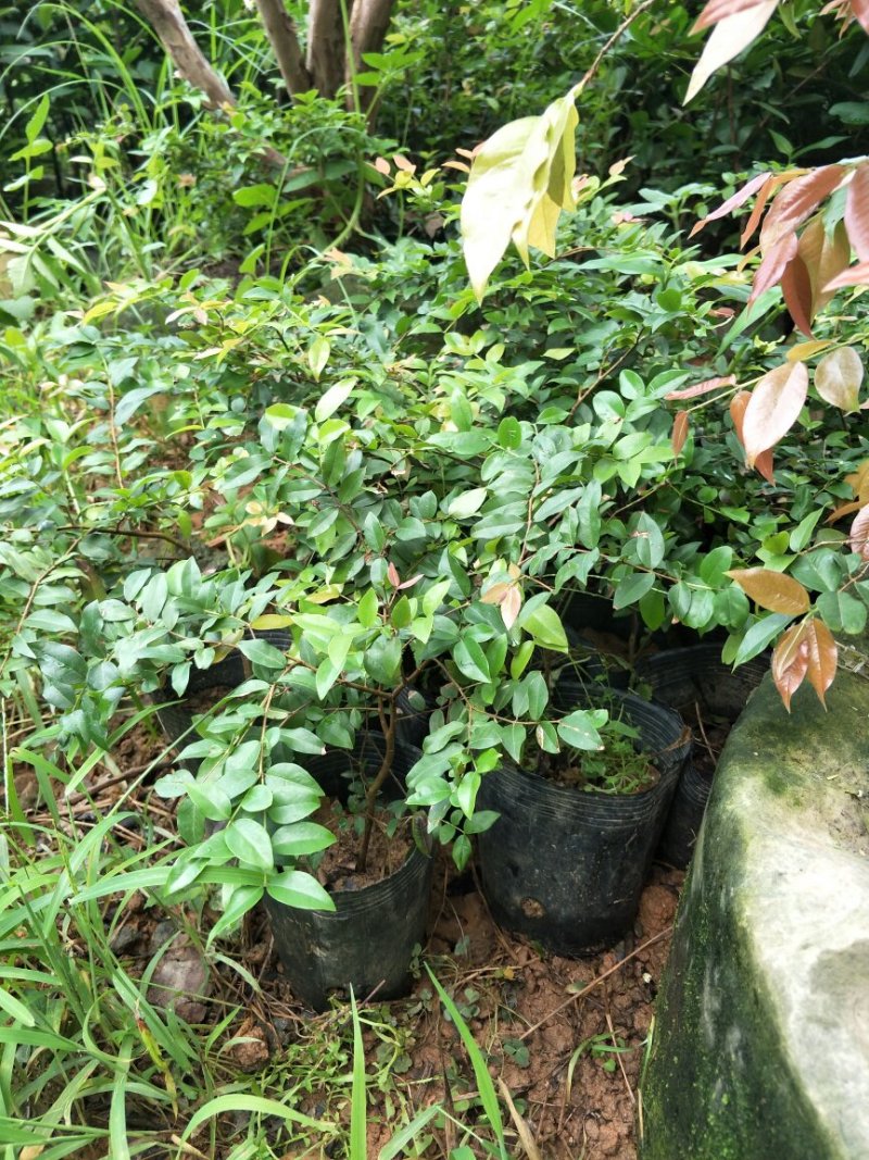 【闽之宝】嘉宝果树苗树葡萄苗2年苗到结果树