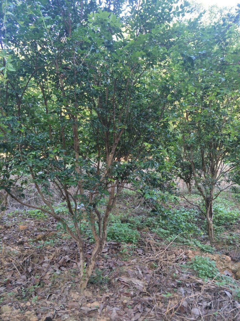 【闽之宝】嘉宝果树苗树葡萄苗2年苗到结果树
