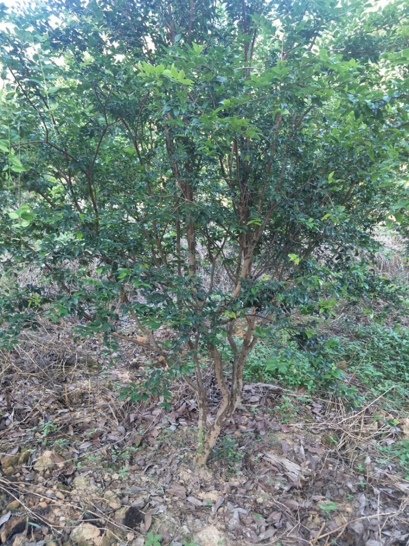 【闽之宝】嘉宝果树苗树葡萄苗2年苗到结果树