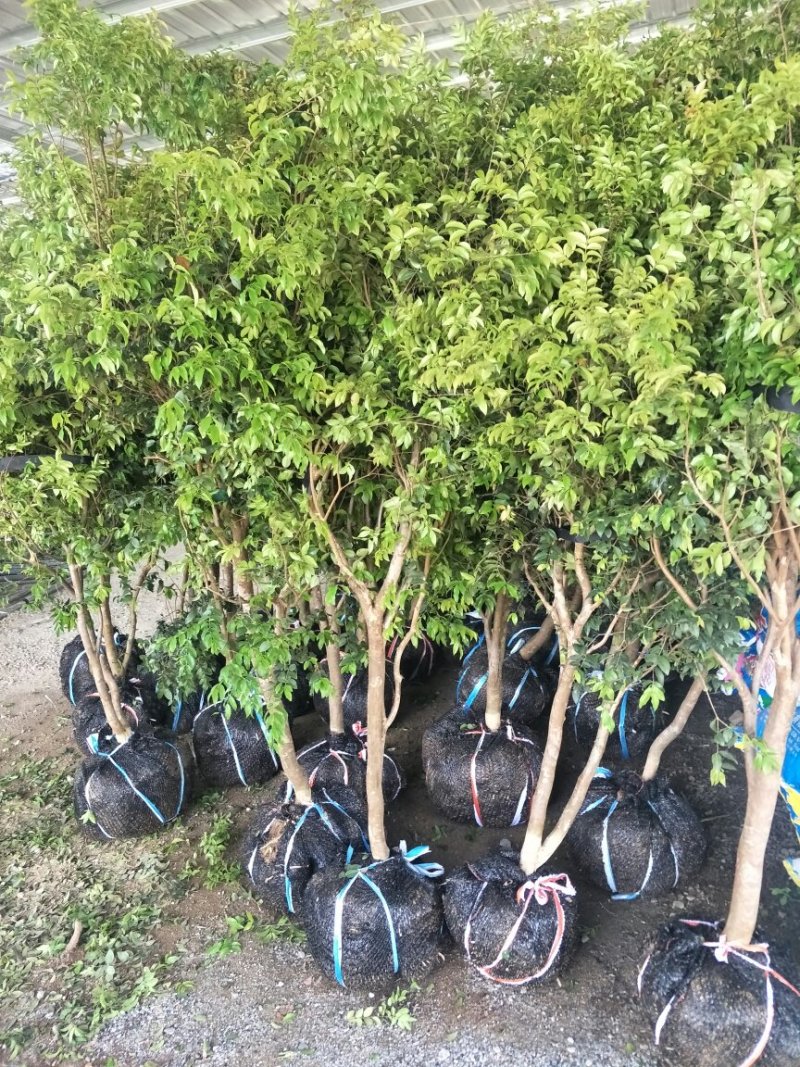 【闽之宝】嘉宝果树苗树葡萄苗2年苗到结果树