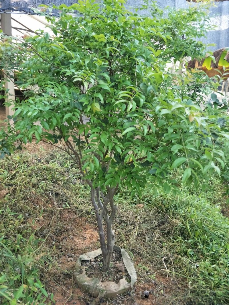 【闽之宝】嘉宝果树苗树葡萄苗2年苗到结果树