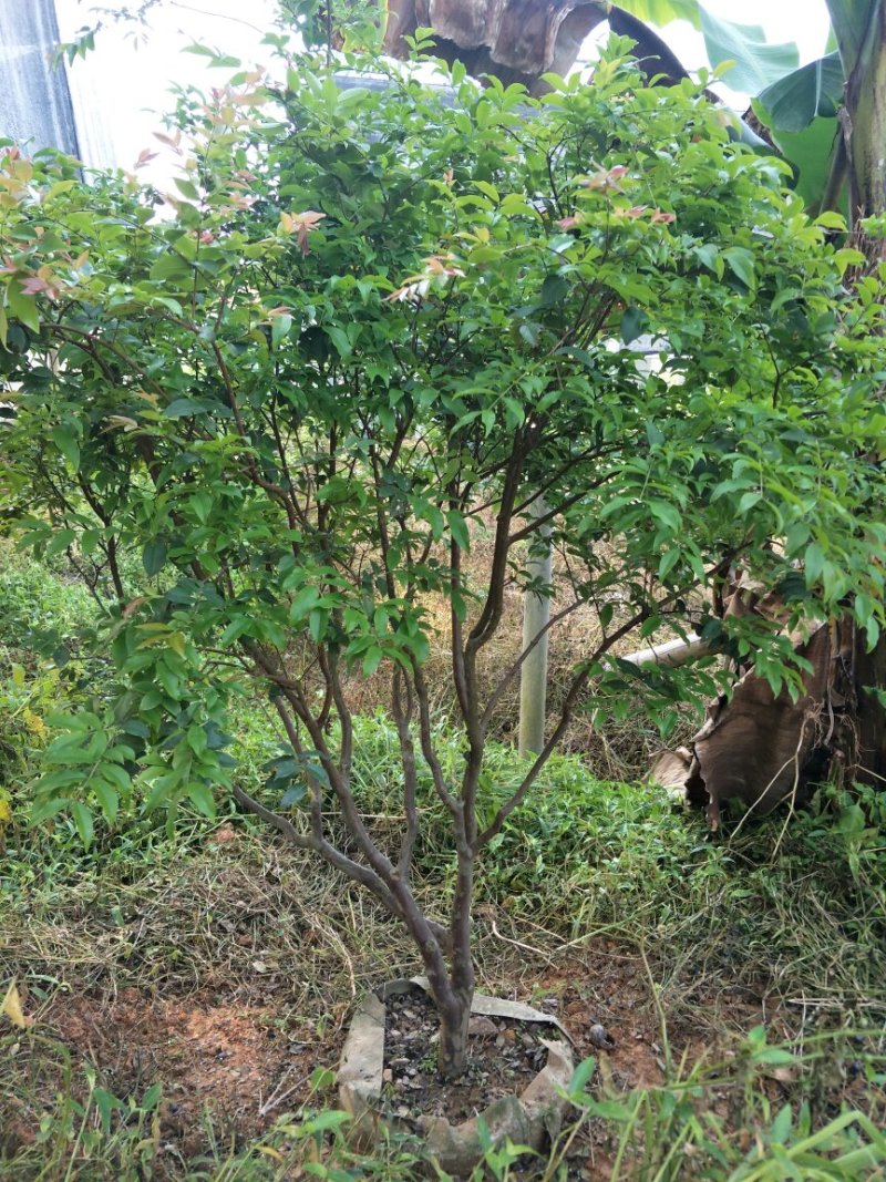 【闽之宝】嘉宝果树苗树葡萄苗2年苗到结果树