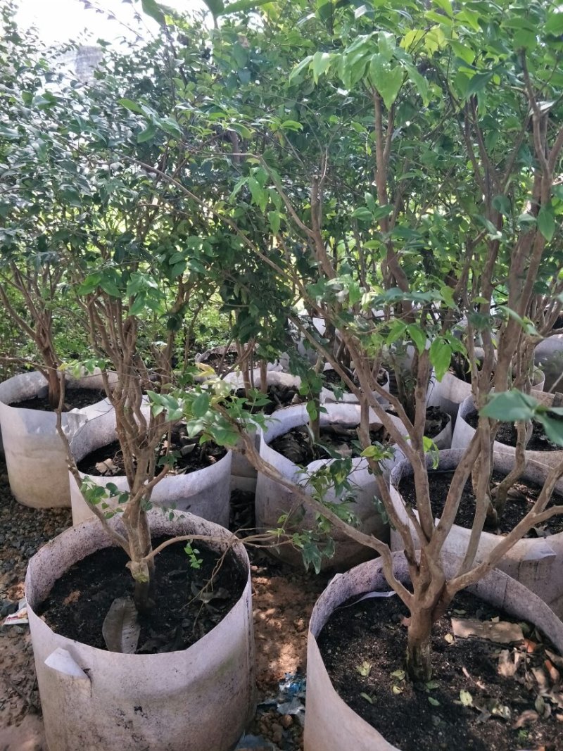 【闽之宝】嘉宝果树苗树葡萄苗2年苗到结果树