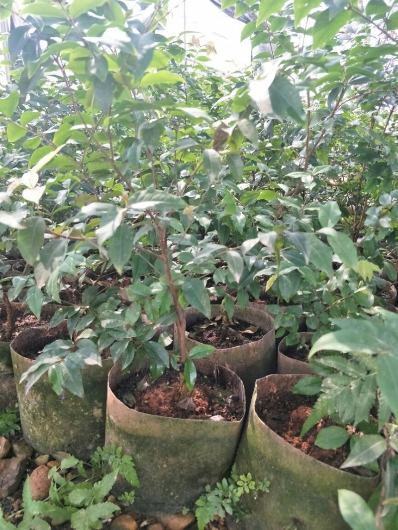 【闽之宝】嘉宝果树苗树葡萄苗2年苗到结果树