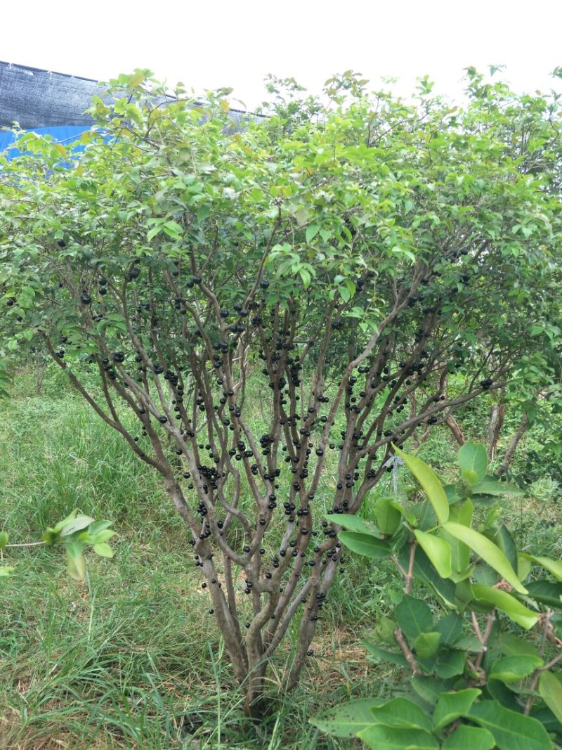【闽之宝】嘉宝果树苗树葡萄苗2年苗到结果树