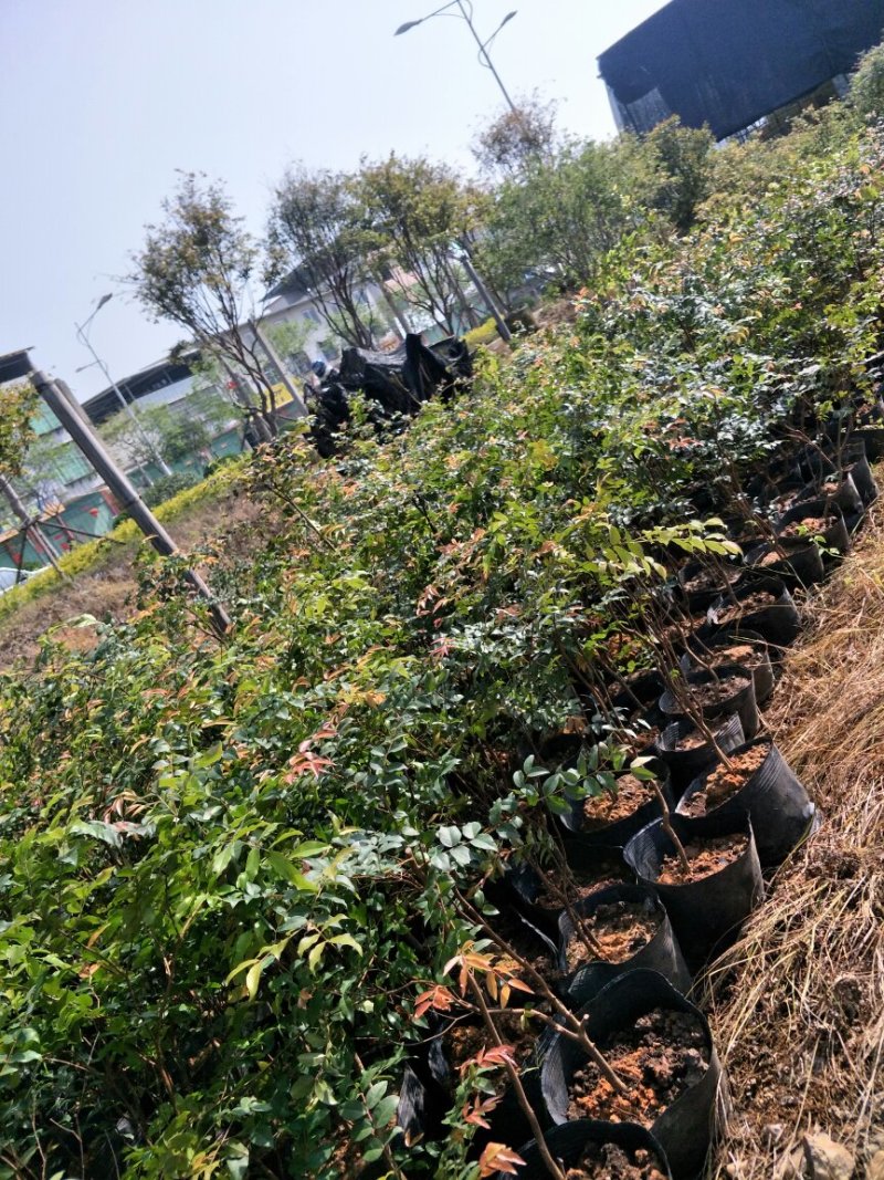 【闽之宝】嘉宝果树苗树葡萄苗2年苗到结果树