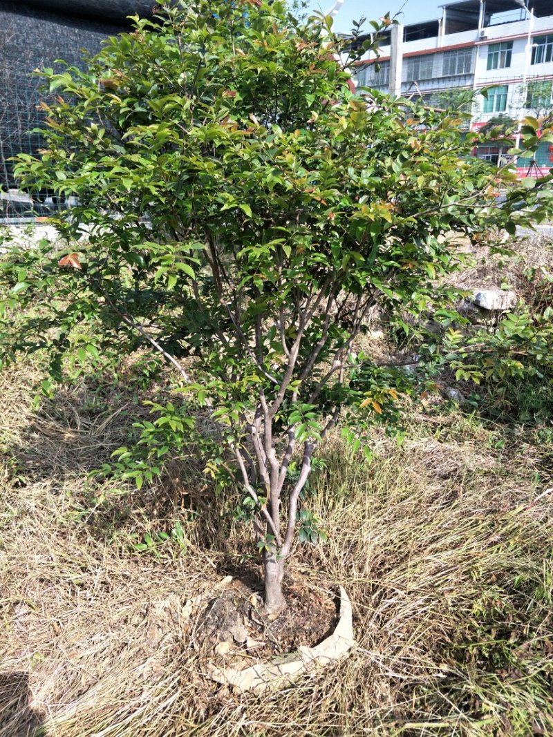 【闽之宝】嘉宝果树苗树葡萄苗2年苗到结果树