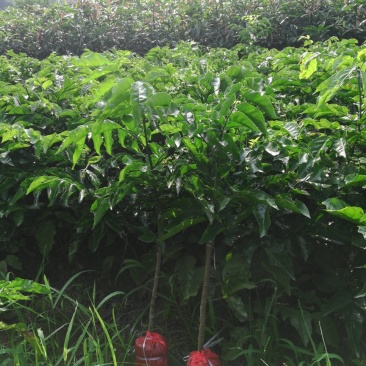 供应优质紫肉黄皮，香蜜黑皮黄皮果树苗，鸡心黄皮，无核黄皮