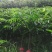 供应优质紫肉黄皮，香蜜黑皮黄皮果树苗，鸡心黄皮，无核黄皮