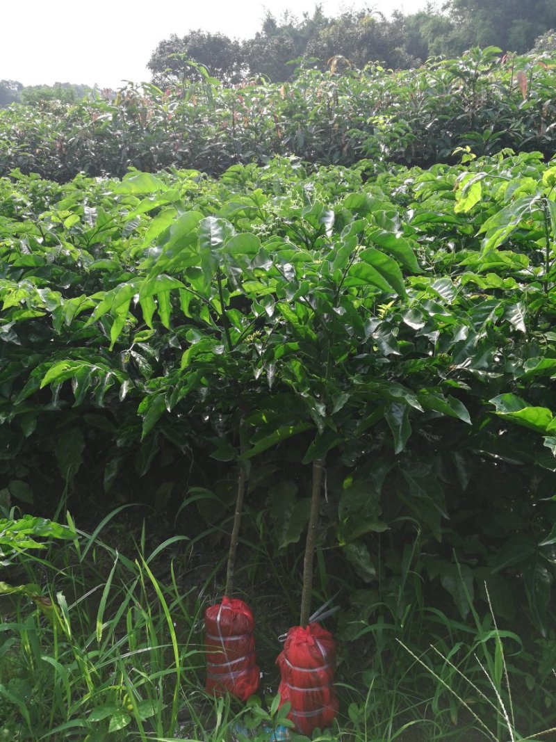 供应优质紫肉黄皮，香蜜黑皮黄皮果树苗，鸡心黄皮，无核黄皮