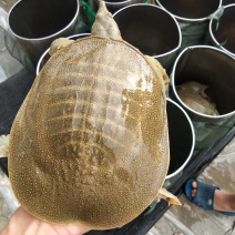 顺丰包邮咱家喂养生态甲鱼/鳖运到包活