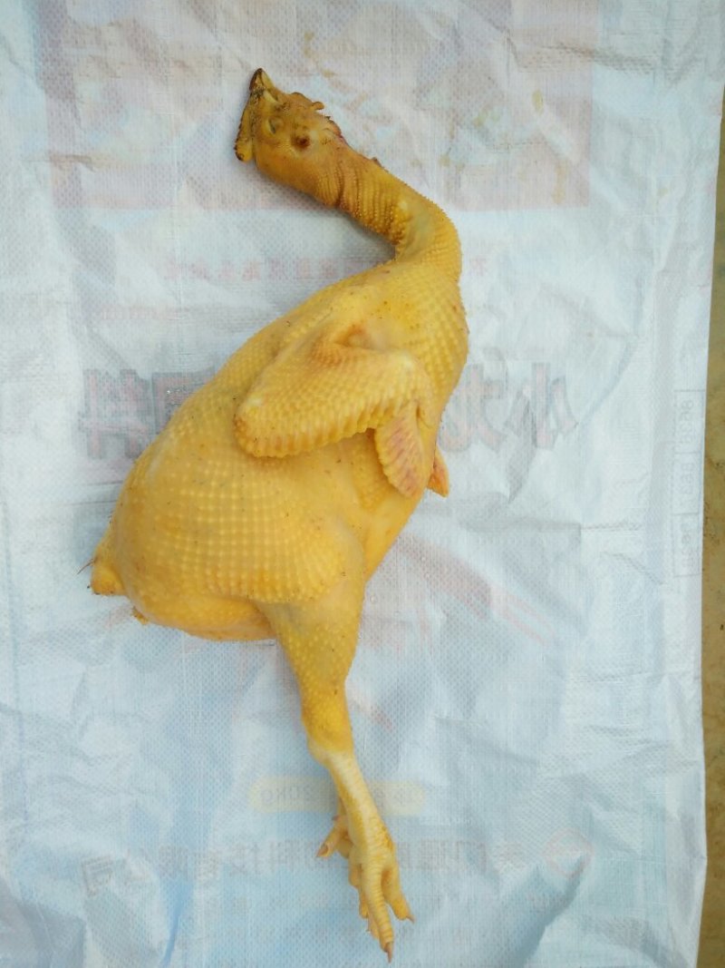 杨阿狼散养鸡，匠心品质