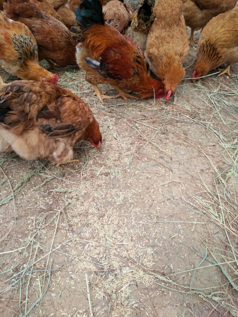 杨阿狼散养鸡，匠心品质