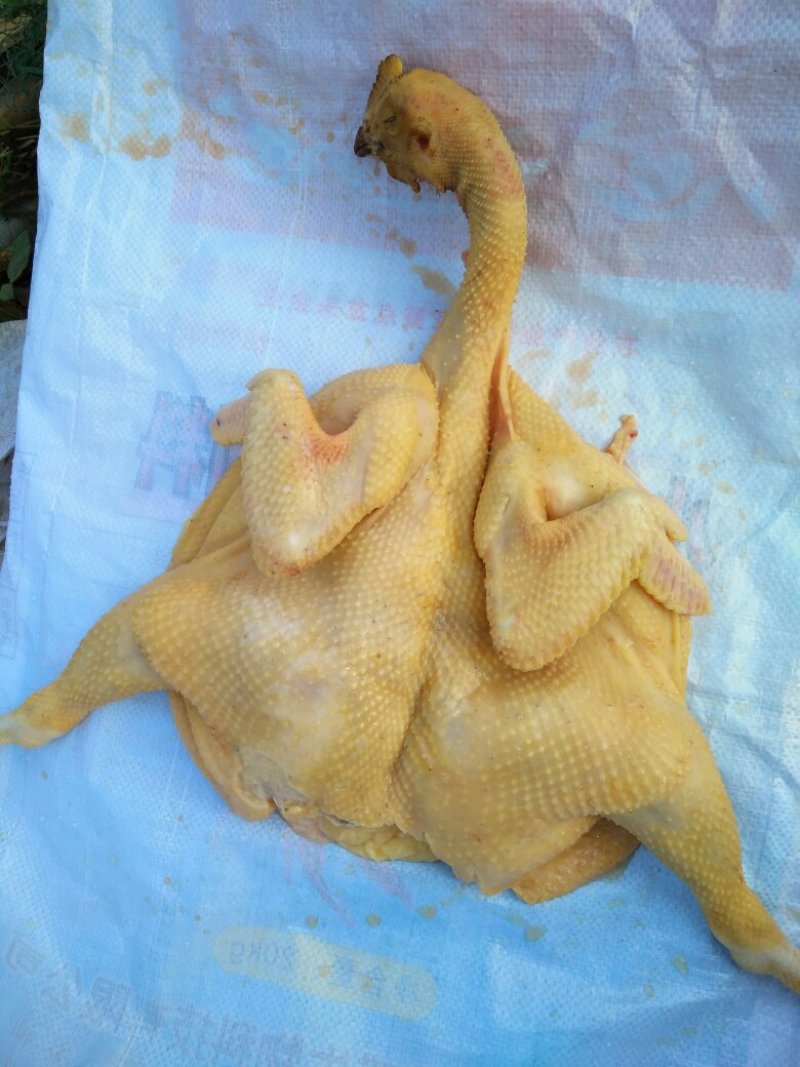杨阿狼散养鸡，匠心品质