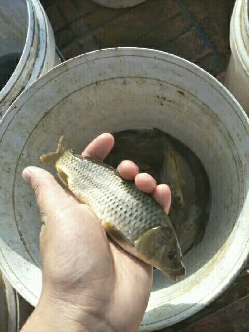 鲤鱼【恒泰鱼苗养殖场】
