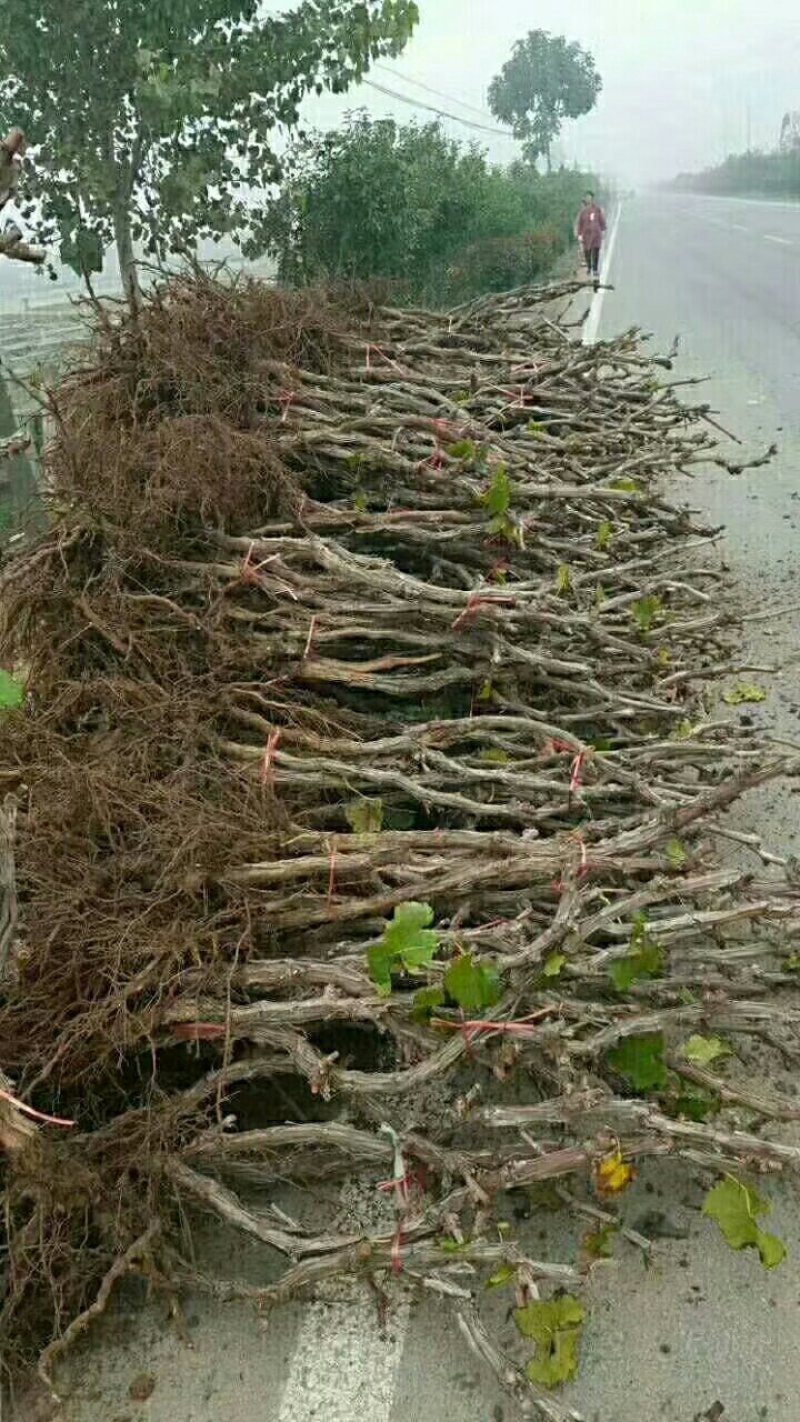 葡萄苗