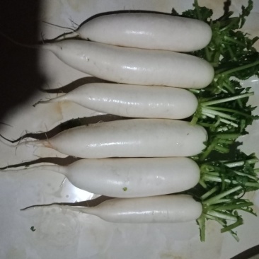 白萝卜