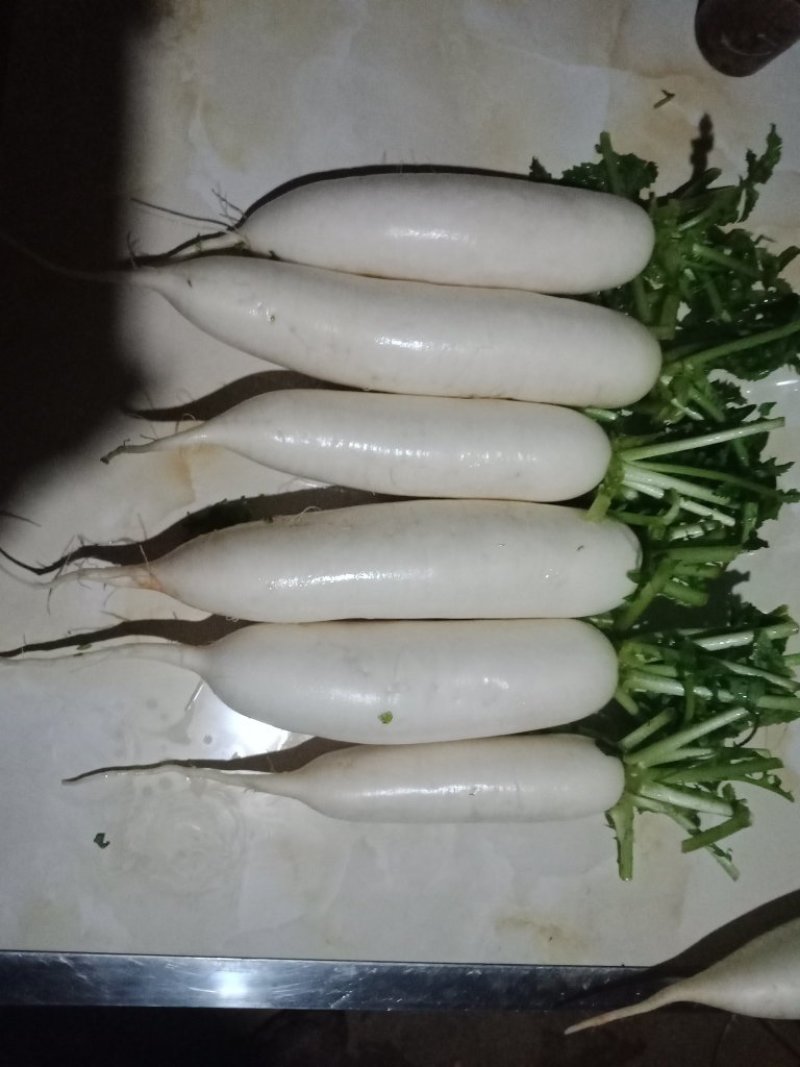 白萝卜