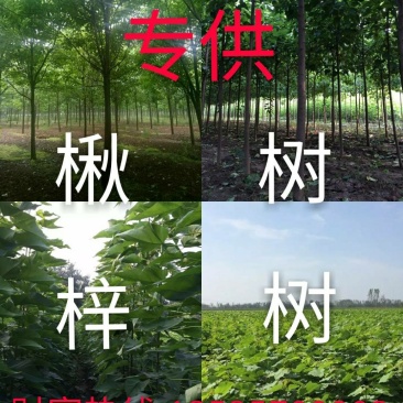 梓树