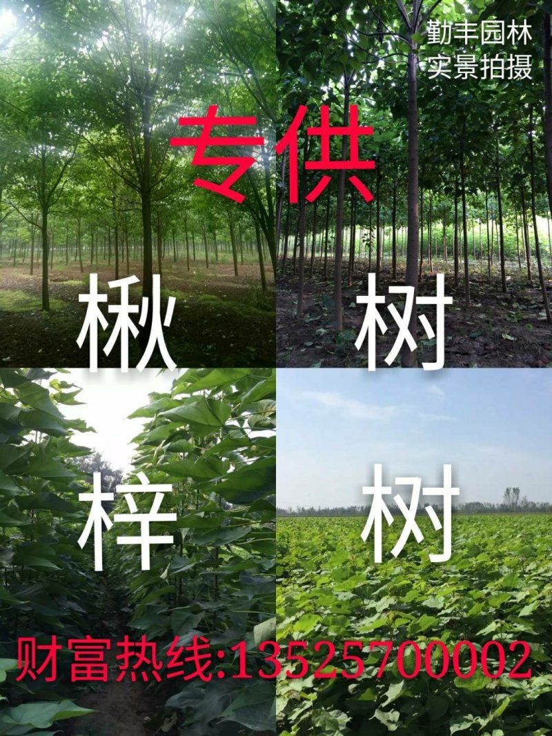 梓树