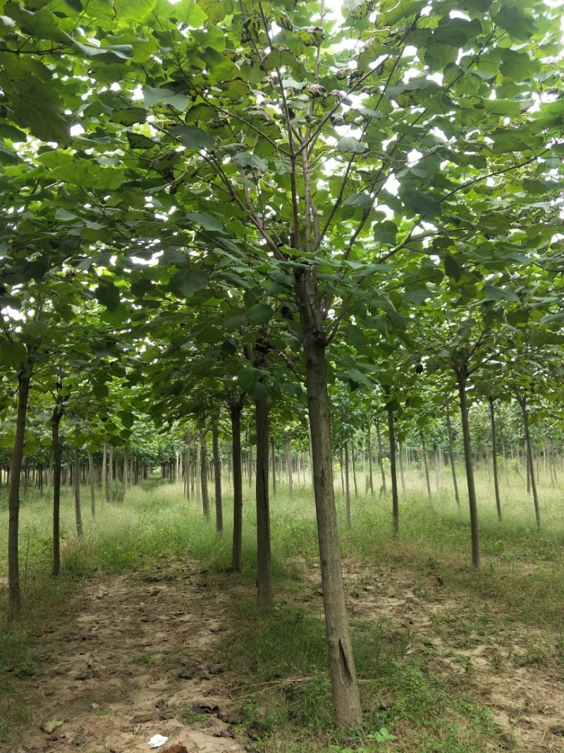 梓树