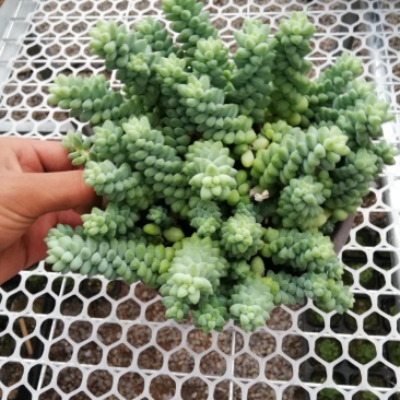 玉坠多肉出货
