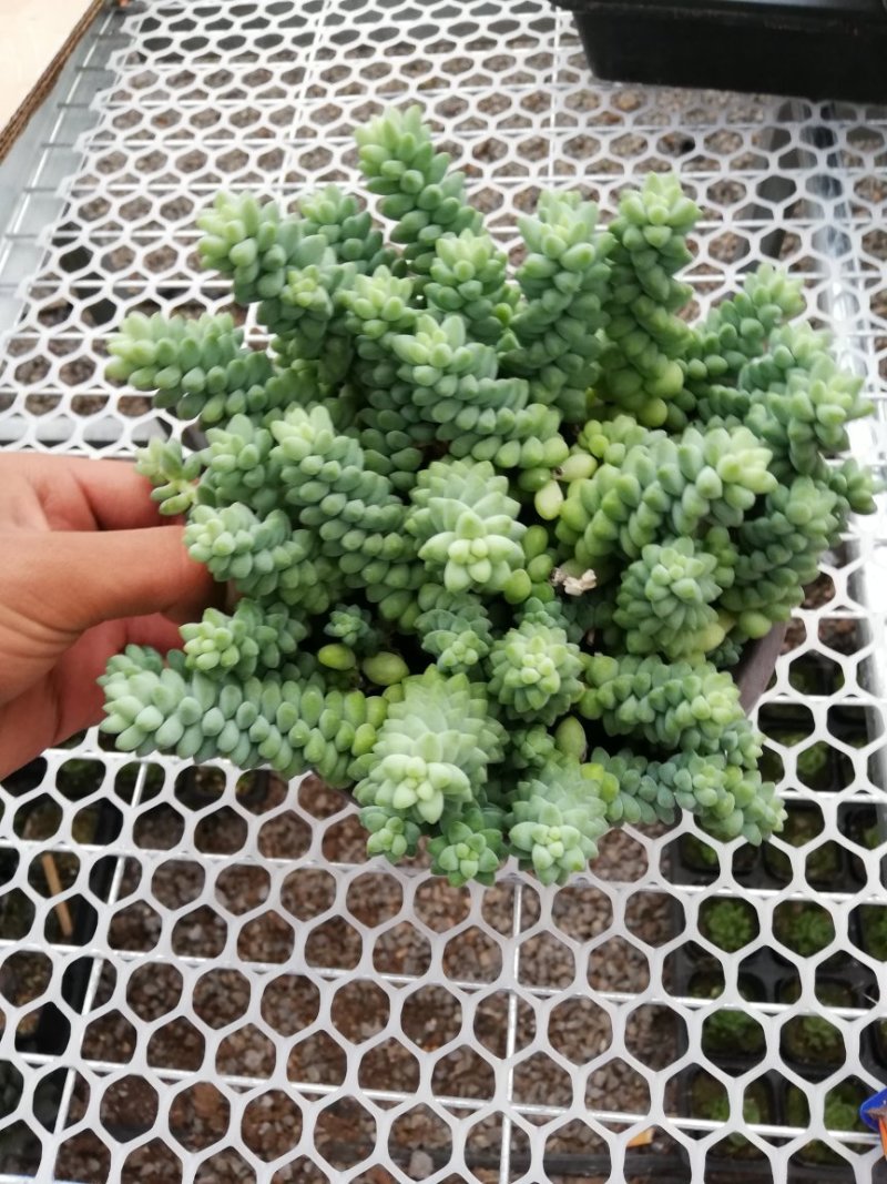 玉坠多肉出货