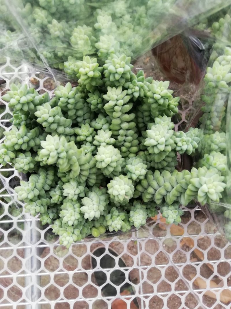 玉坠多肉出货