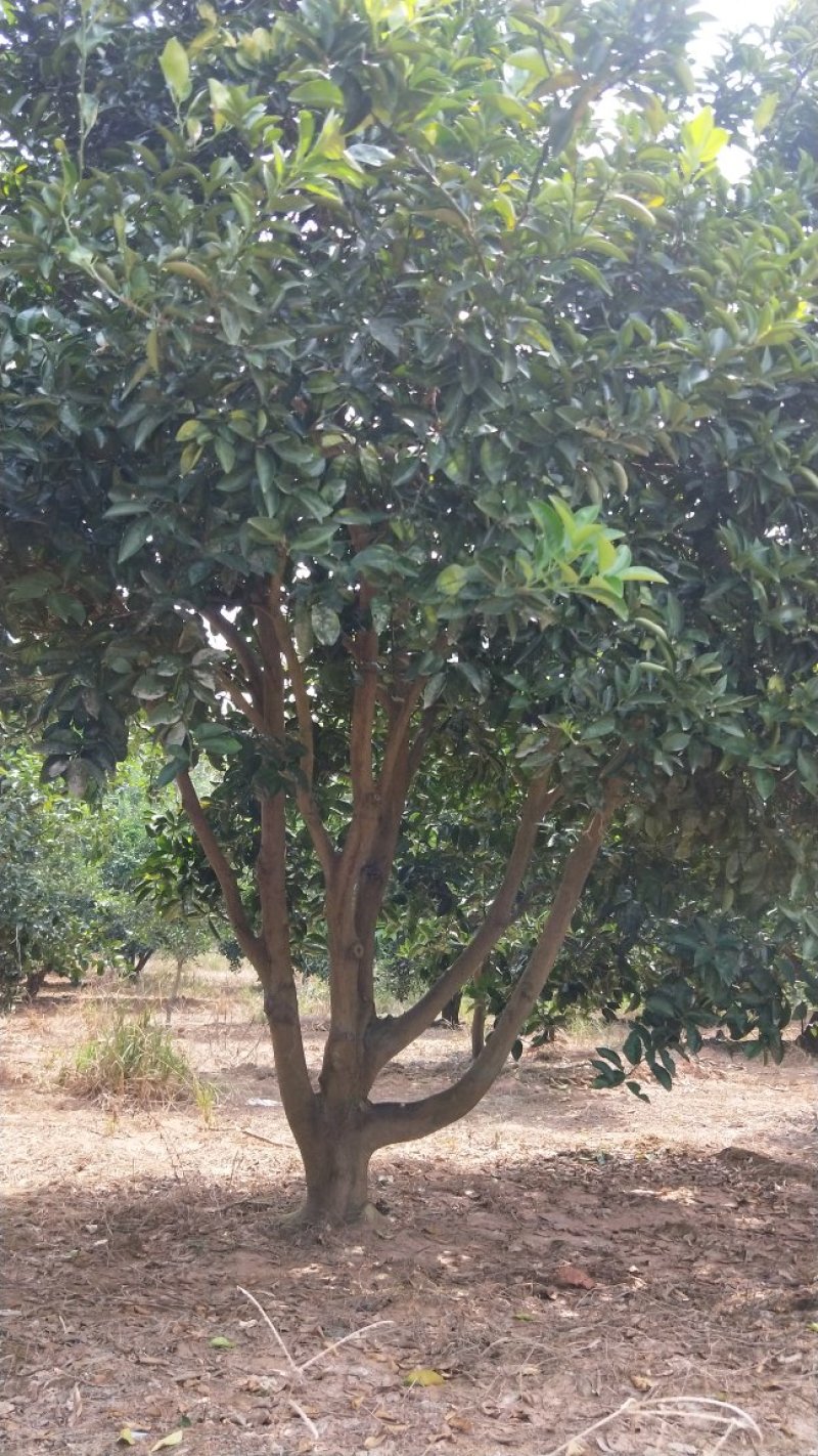 红果香橼树2.5~3m