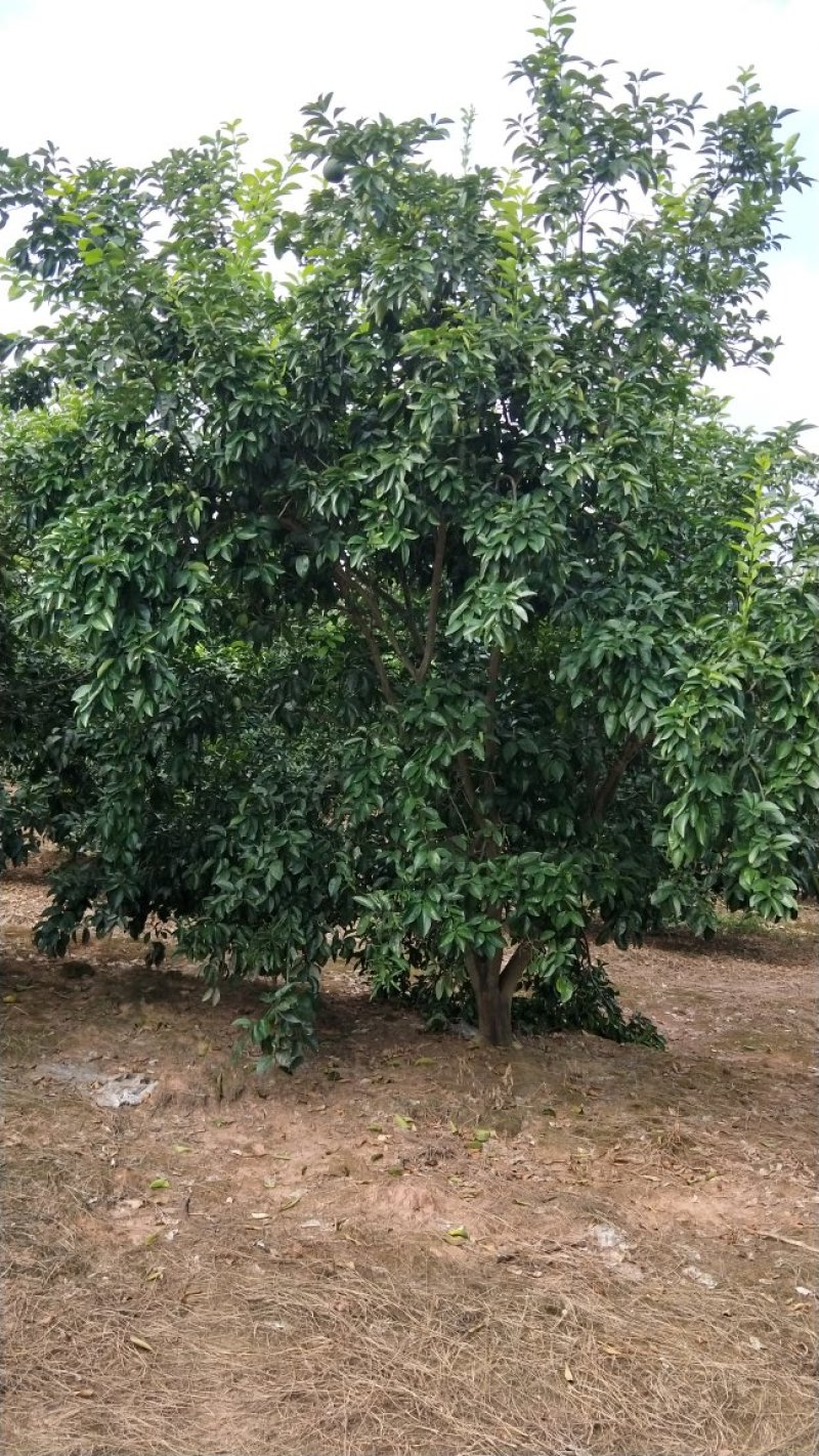 红果香橼树2.5~3m